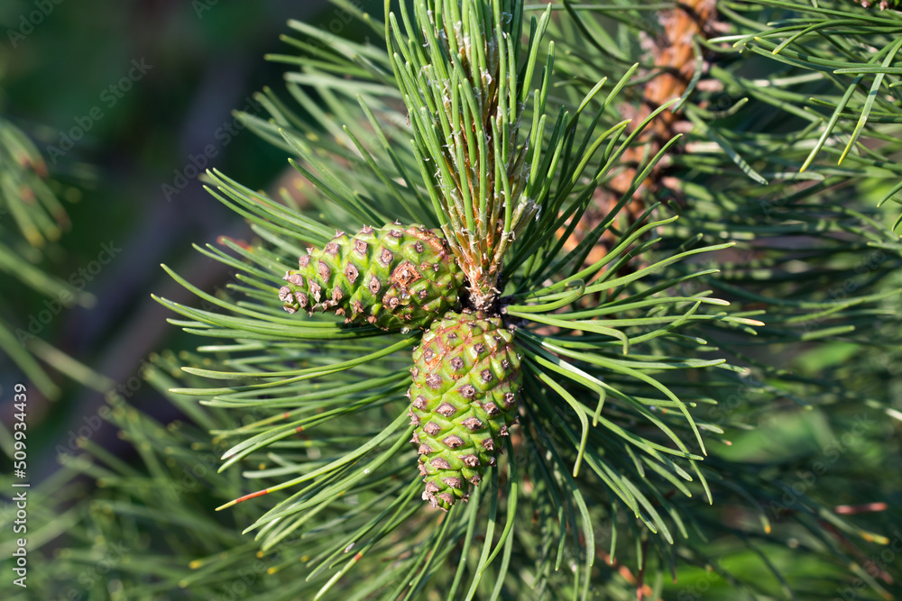green pine cones closeup selectice focus green pine cones closeup selectice focus