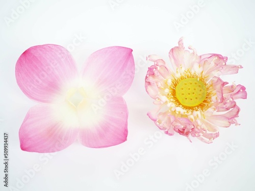 Lotus pollen and petals on a white background. closeup photo, blurred.