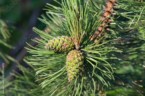 green pine cones closeup selectice focus