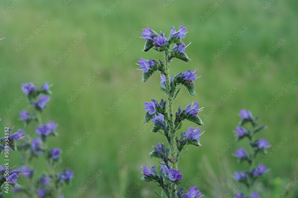 Blaue Kräuter in einer grünen Umgebung, Sommerzeit im Garten Blaue Kräuter in einer grünen Umgebung, Sommerzeit im Garten