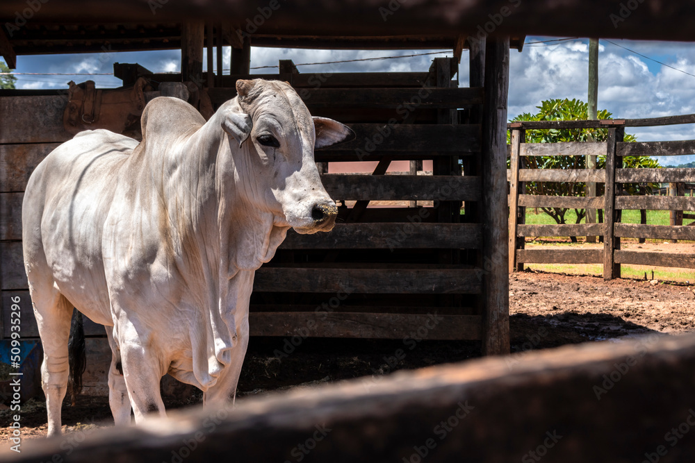 Nellore bull inside on the wooden corral in a ranch in Brazil Nellore bull inside on the wooden corral in a ranch in Brazil