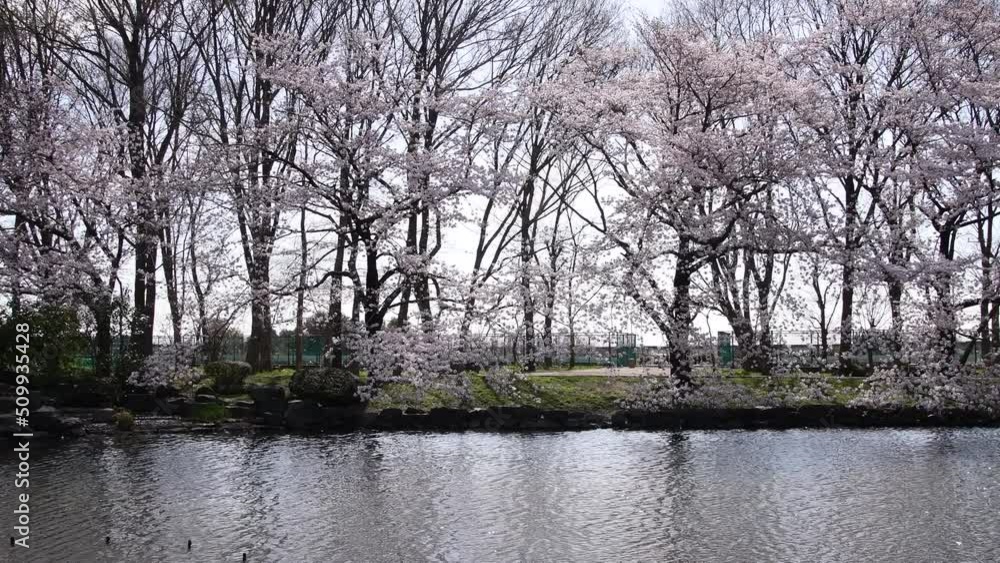 水辺の桜並木