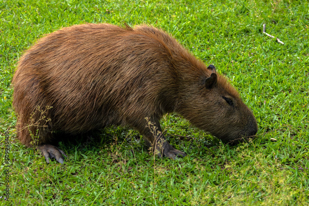 The largest living rodent in the world: Capybara (hydrochoerus hydrochaeris) on the lawn, Brazil The largest living rodent in the world: Capybara (hydrochoerus hydrochaeris) on the lawn, Brazil