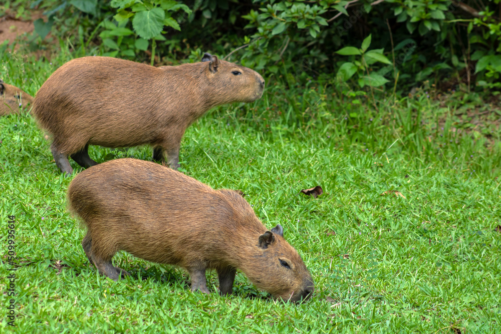 The largest living rodent in the world: Capybara (hydrochoerus hydrochaeris) on the lawn, Brazil The largest living rodent in the world: Capybara (hydrochoerus hydrochaeris) on the lawn, Brazil