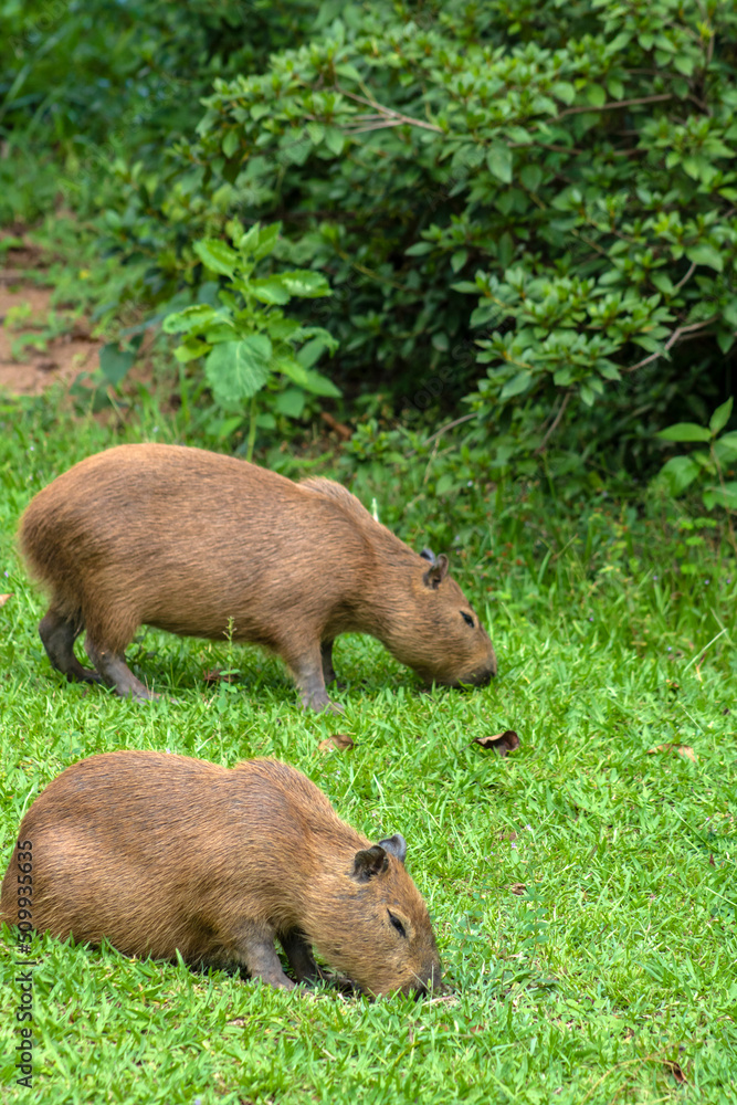 The largest living rodent in the world: Capybara (hydrochoerus hydrochaeris) on the lawn, Brazil The largest living rodent in the world: Capybara (hydrochoerus hydrochaeris) on the lawn, Brazil