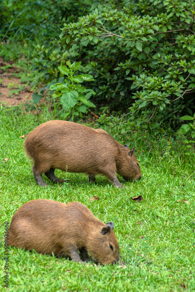 The largest living rodent in the world: Capybara (hydrochoerus hydrochaeris) on the lawn, Brazil The largest living rodent in the world: Capybara (hydrochoerus hydrochaeris) on the lawn, Brazil