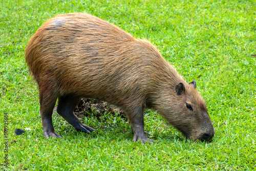 The largest living rodent in the world: Capybara (hydrochoerus hydrochaeris) on the lawn, Brazil photo