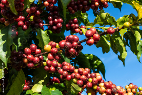 coffee beans on coffee tree, in Brazil