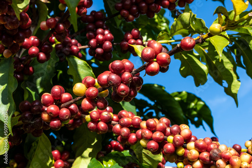coffee beans on coffee tree  in Brazil