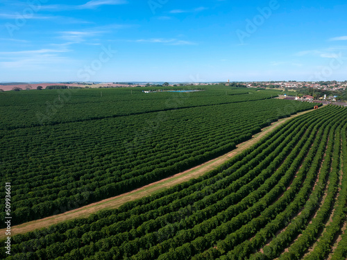 Aerial drone view of a green coffee field in Brazil