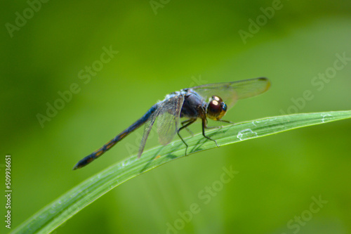 Macro View Of A Dragonfly Perched On On Grassland Leaf With Green Blurry Background © agratitudesign
