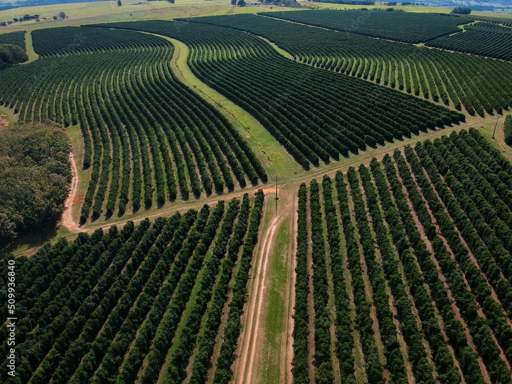 Aerial drone view of a green coffee field in Brazil