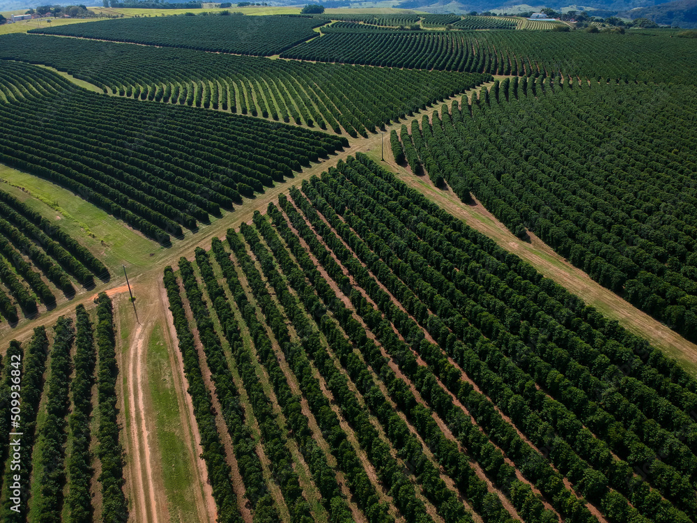 Aerial drone view of a green coffee field in Brazil Aerial drone view of a green coffee field in Brazil