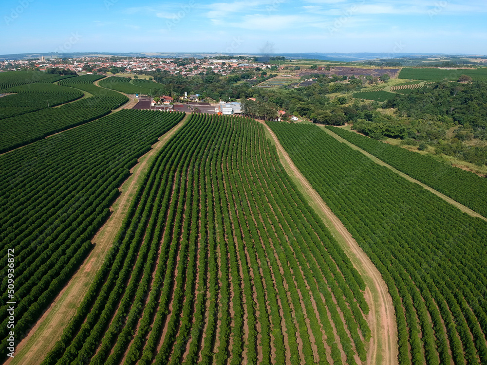 Aerial drone view of a green coffee field in Brazil
