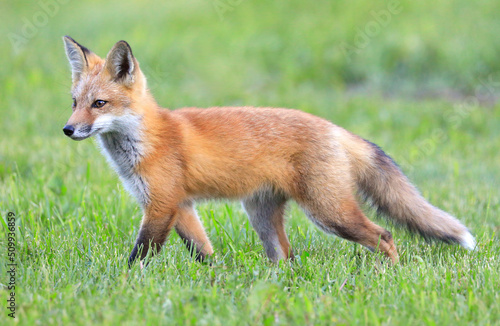 Young red fox portrait with green foreground and background