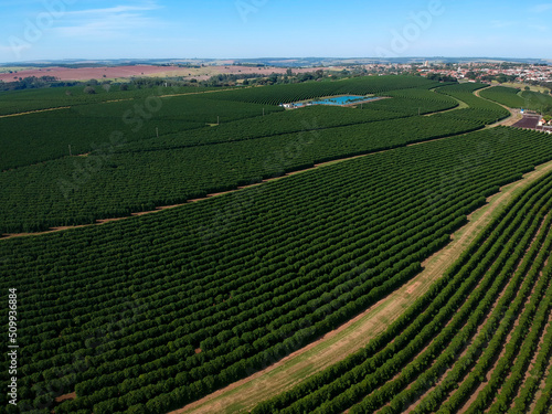 Aerial drone view of a green coffee field in Brazil