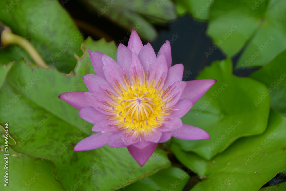 Close-up pink lotus in the water pond. Close-up pink lotus in the water pond.