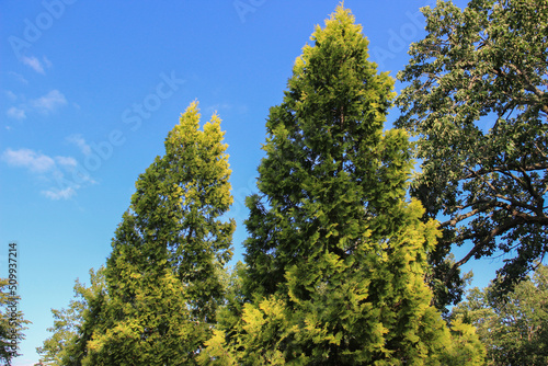 夏の緑のヒバの木と青空
