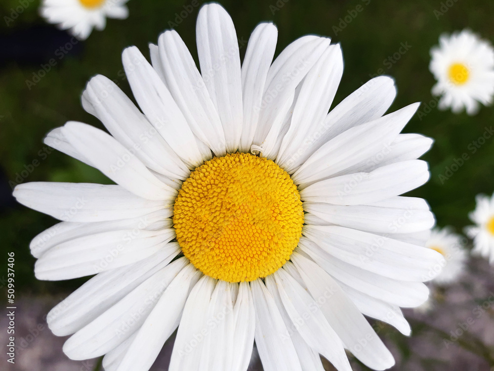 Fototapeta premium Chamomile in the meadow close-up