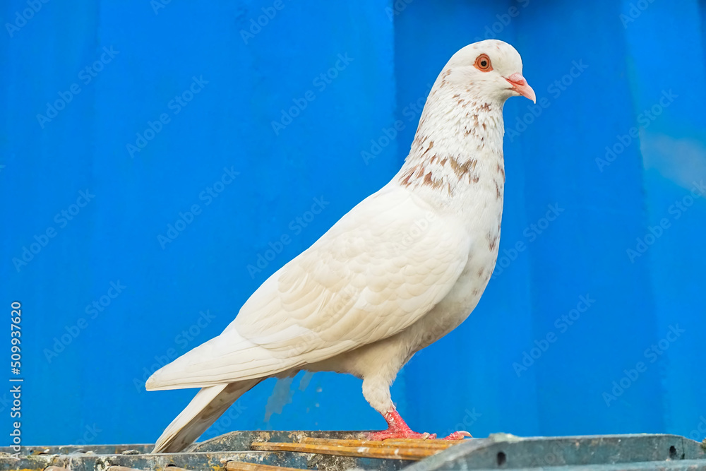 Fototapeta premium close up of a pigeon