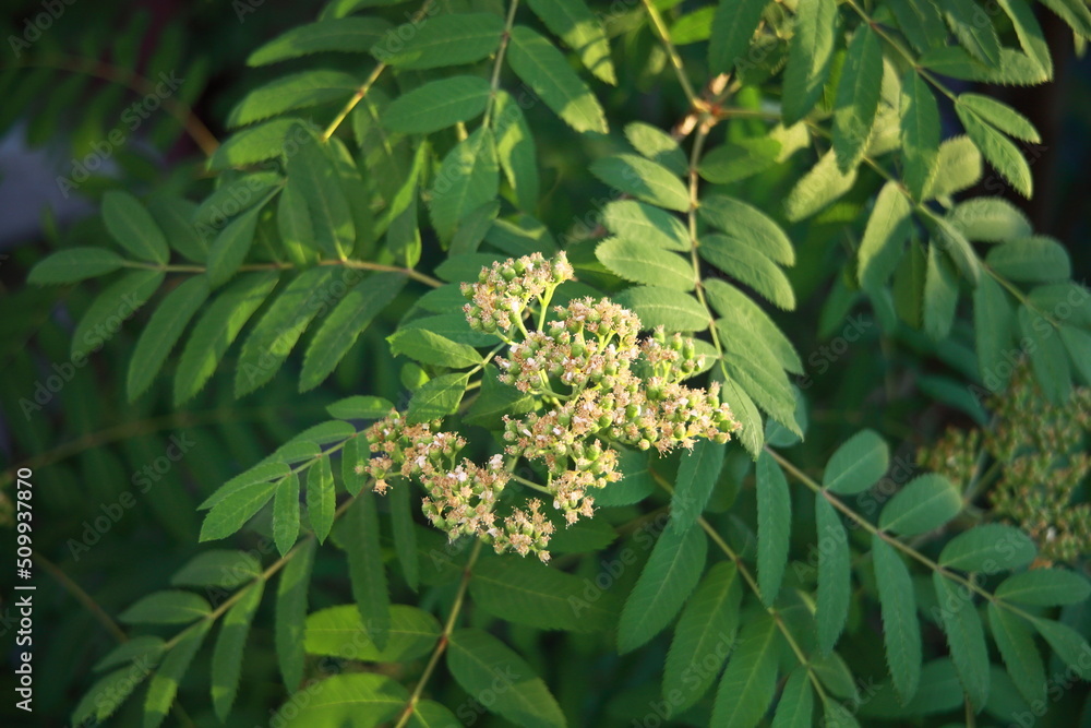 Rowan flowers. blooming mountain ash with green leaves. dense corymbose inflorescences. close-up. summer spring. macro. Rowan flowers. blooming mountain ash with green leaves. dense corymbose inflorescences. close-up. summer spring. macro.