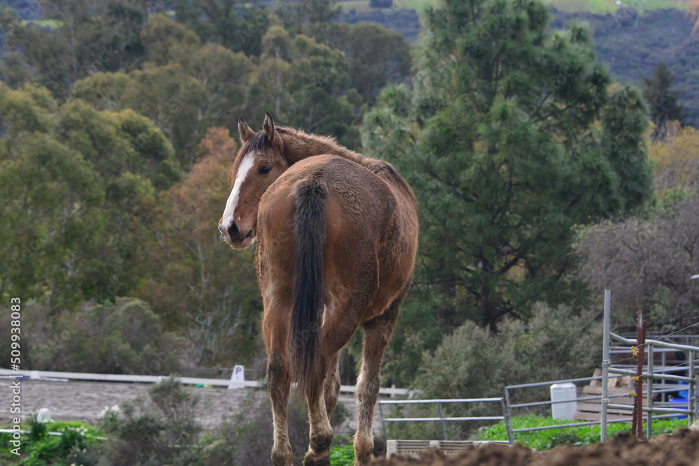 Obraz premium horse in the field