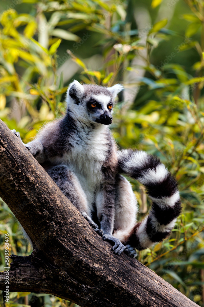 Obraz premium Katta wache