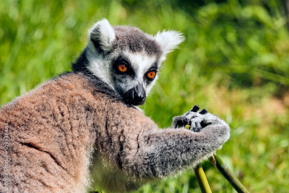 Fototapeta premium Katta im Licht