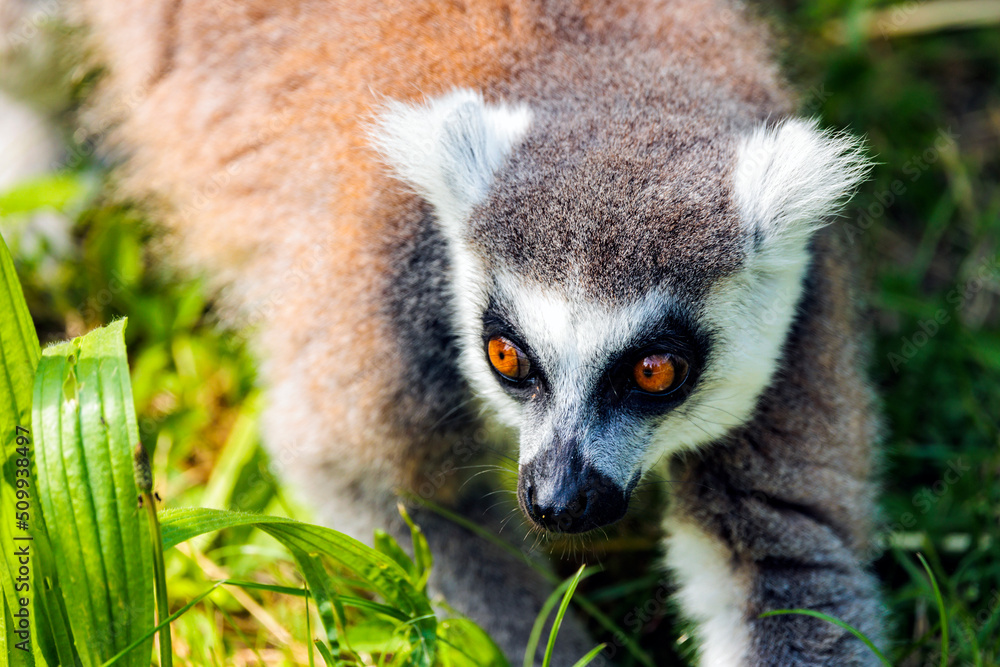 Obraz premium Katta Blick