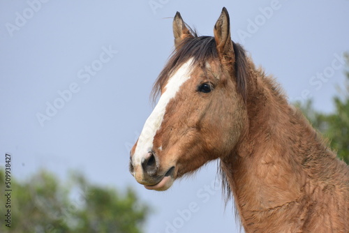 portrait of a horse © sherri