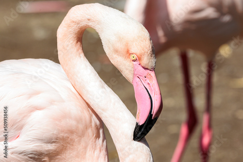 Flamingo in der Sonne