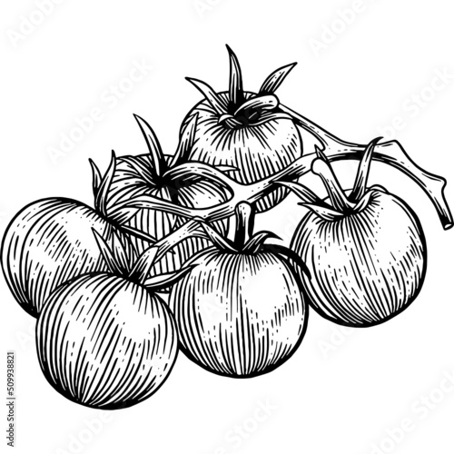 Hand drawn Bunch of Cherry Tomatoes