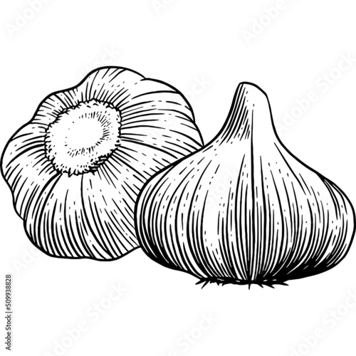 Hand drawn Garlic