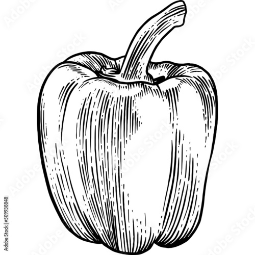 Hand drawn Bell Pepper