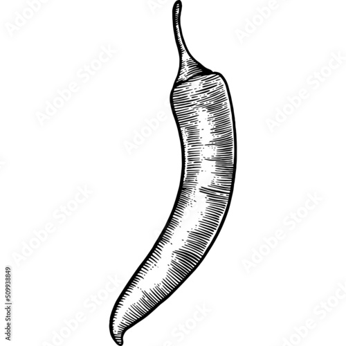 Hand drawn Chili Pepper