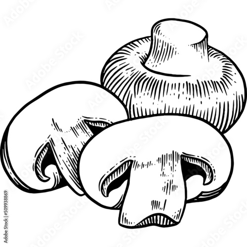 Hand drawn Button Mushrooms