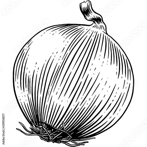 Hand drawn Onion