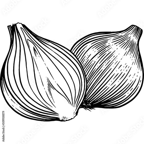Hand drawn Onions