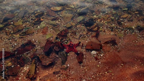 High angle view of a Protoreaster nodosus or seastar among the rocks in shallow seawater during a bright summer day photo