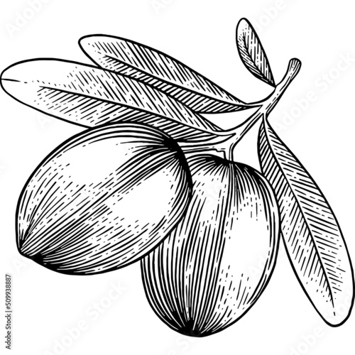 Hand drawn Olives