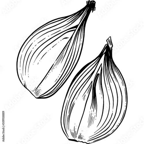 Hand drawn Chopped Onions