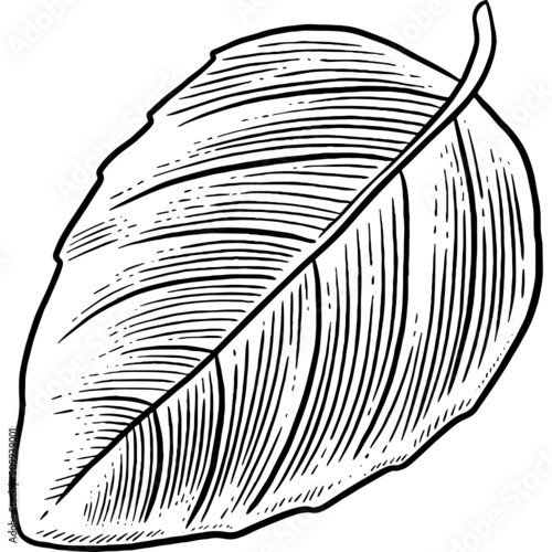 Hand drawn Basil Leaf