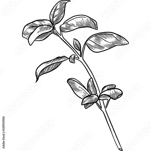Hand drawn Basil