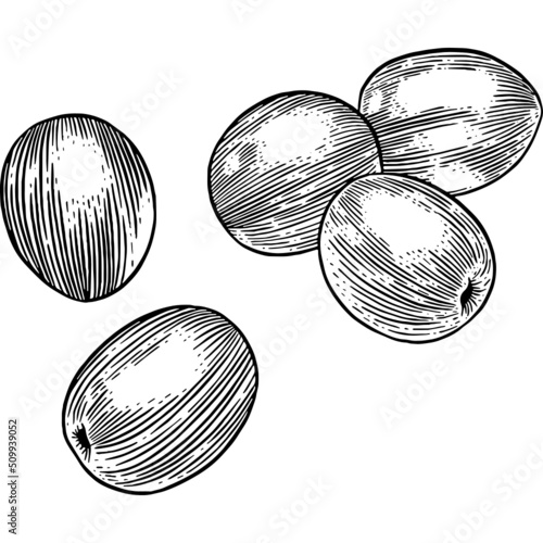 Hand drawn Olives