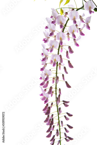 Branch of beautiful spring blooming Wisteria  isolated on white