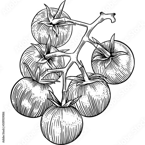 Hand drawn Cherry Tomatoes