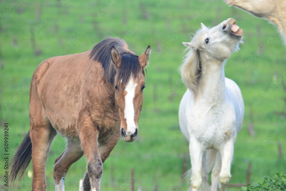 horse and foal