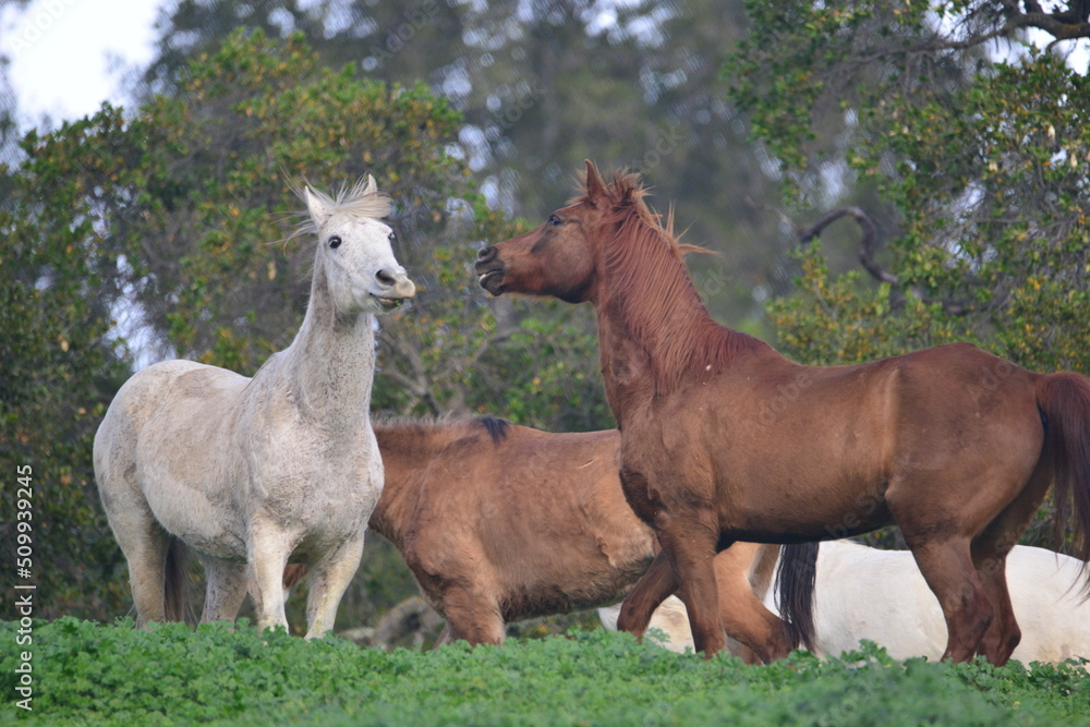Obraz premium horse and foal