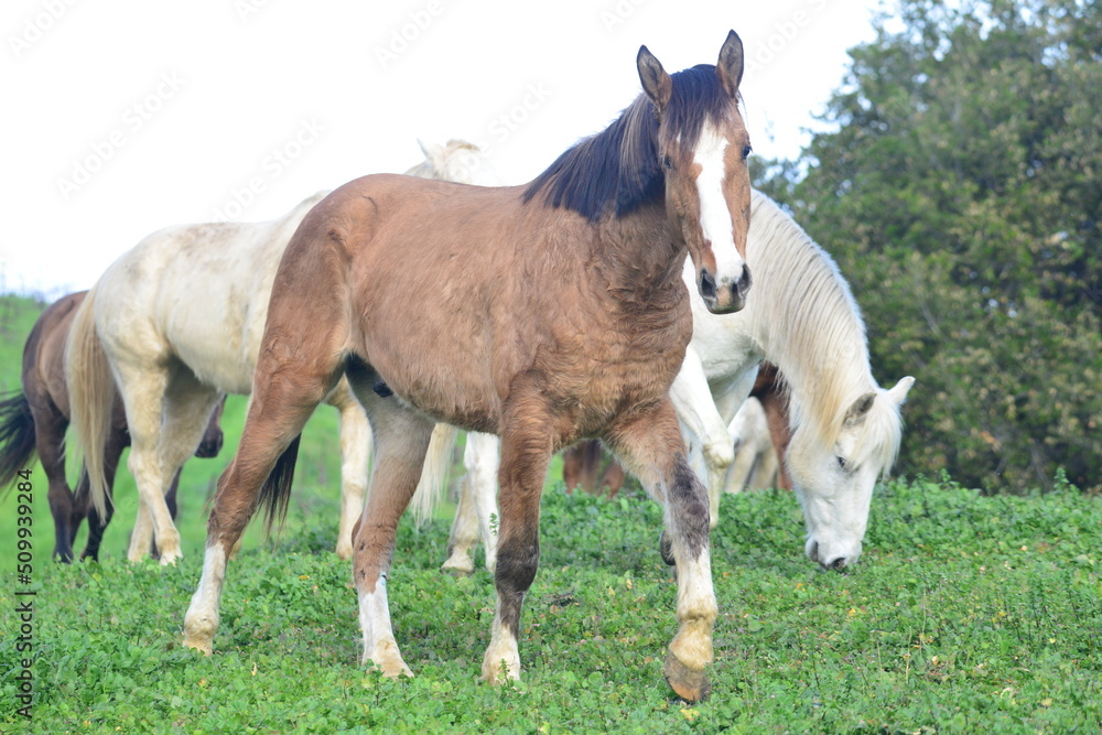 two horses on a meadow