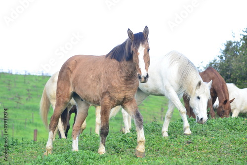 two horses on a meadow